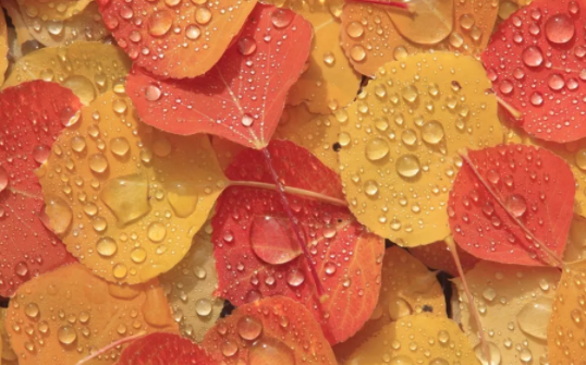 白头偕老的婚姻要经历四个阶段